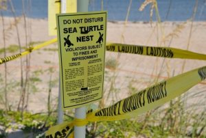 03 - Sea Turtles in Florida