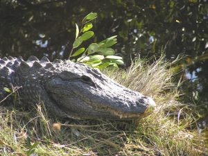 Impressive Alligator - Villa Happy Gator