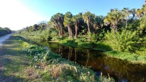 Trail on Alligator Creek Venice