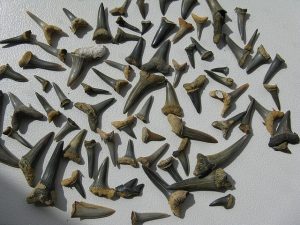 shark-teeth collection