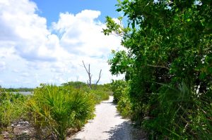 Stump Pass Beach Florida