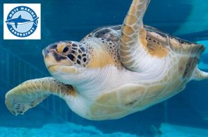 Mote Aquarium Sarasota