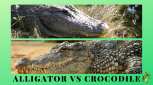Alligators and Crocodiles