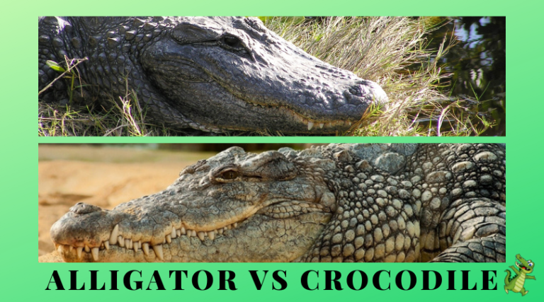 Alligator vs Crocodile - What is the Difference?