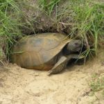 Gopher turtoise living nearby