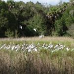 Birds at the Preserve