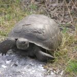 Tortoise at Shamrock Park Venice