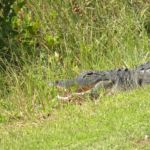 A friendly Alligator