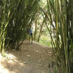 Impressing bamboo forest at Koreshan State Park