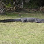 Be careful - Alligators around