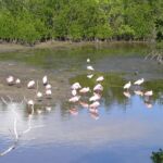 Beautiful birds in Florida
