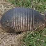 Armadillo in Venice Florida