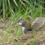 All American Favorite