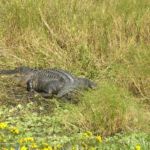 Alligators in Florida