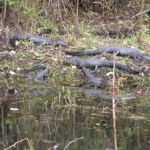 Alligators in Florida