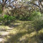 Jelks Preserve Venice