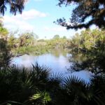 Jelks Preserve Venice