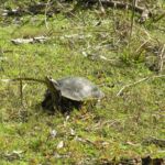 Jelks Preserve Venice