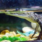 Mote Aquarium Sarasota