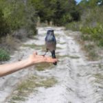 Lemon Bay Preserve