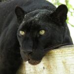Octagon Wildlife Sanctuary