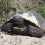 Shamrock Park Venice