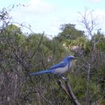 Shamrock Park Venice