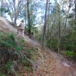 Alafia River Statepark